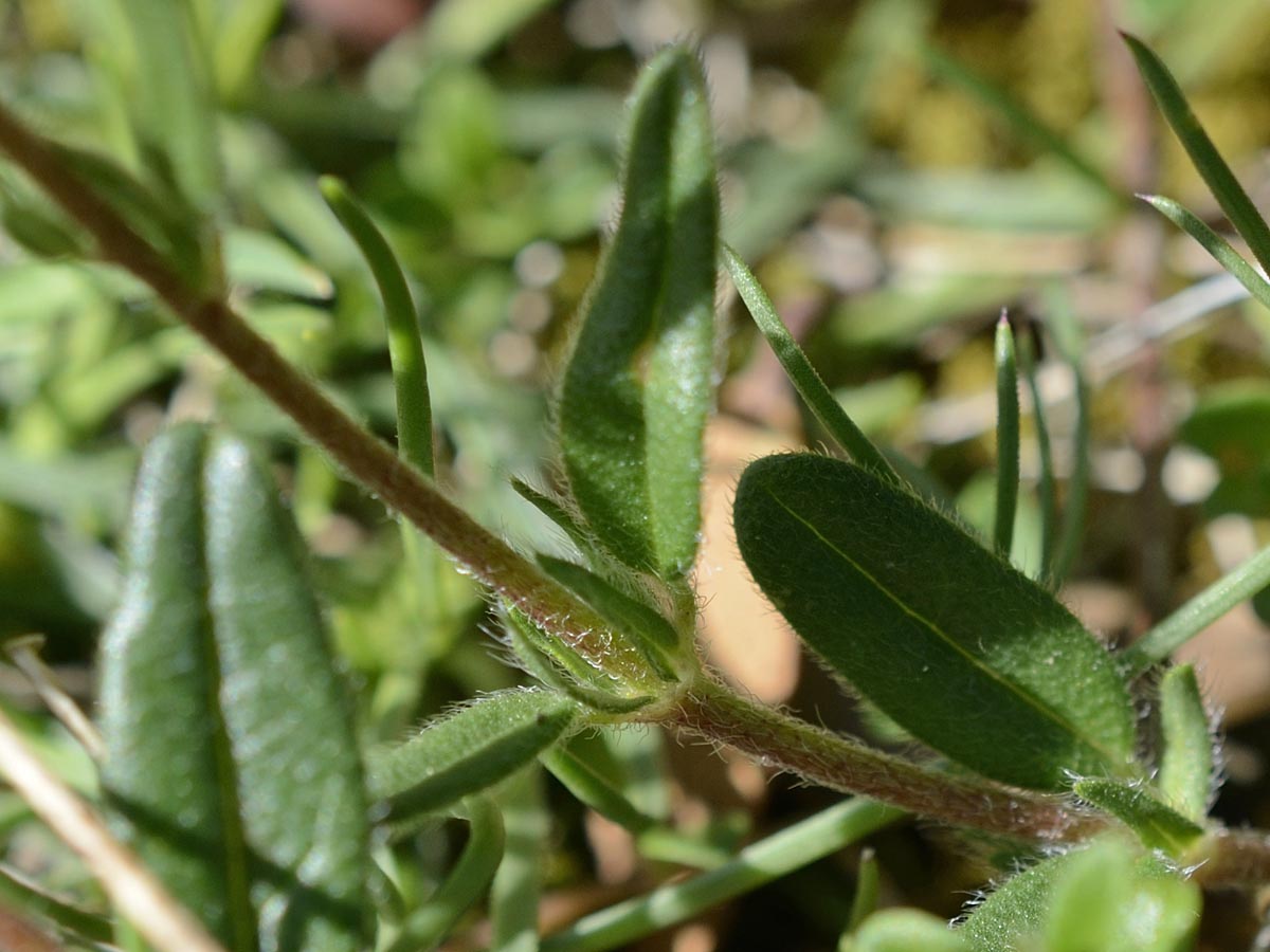 Helianthemum ovatum